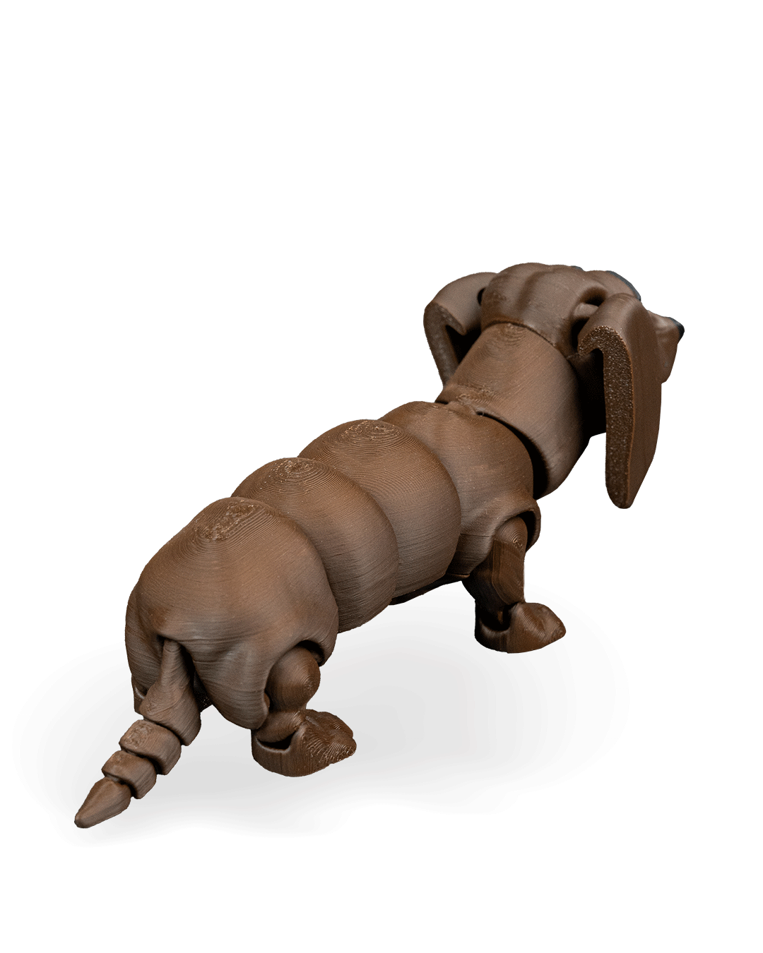 Winston, the Dachshund